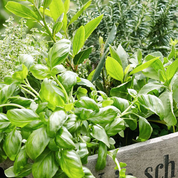 Verschiedene frische grüne Kräuter wie Basilikum in einem Pflanzkasten im Garten