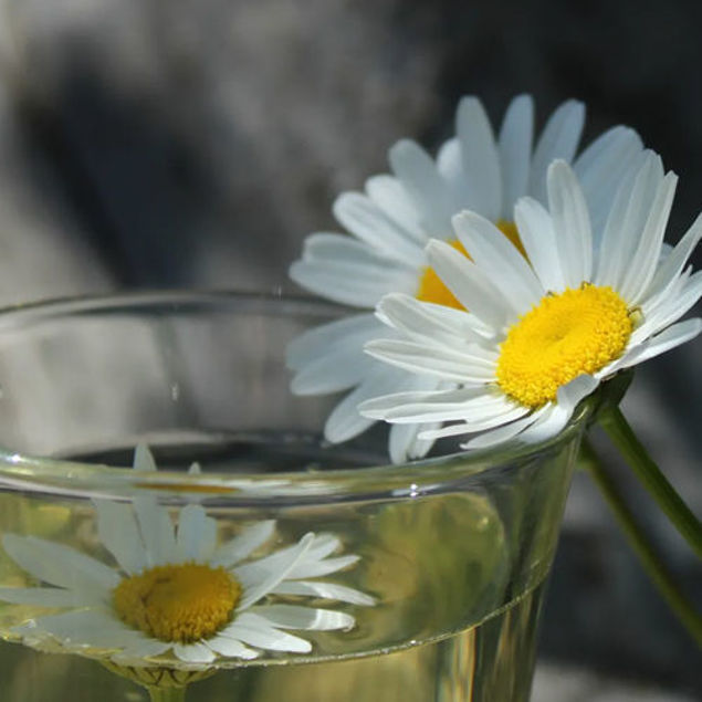 Weiße Gänseblume mit gelber Mitte liegt am Rand eines Glases mit Wasser, in dem sich eine weitere Blüte spiegelt