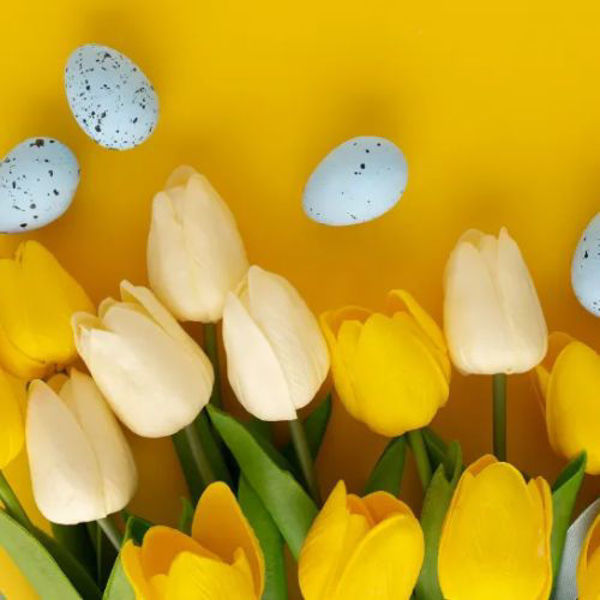 Gelbe und weiße Tulpen mit grünen Blättern liegen vor einem leuchtend gelben Hintergrund; dazwischen sind dekorative, hellblaue gesprenkelte Eier verteilt.