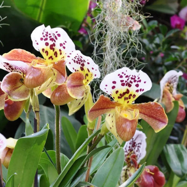 Mehrere Orchideenblüten mit weiß-gelb-braunen Blättern und dunklen roten Punkten wachsen zwischen grünen Blättern; der Hintergrund zeigt weitere Pflanzen in weicher Unschärfe.