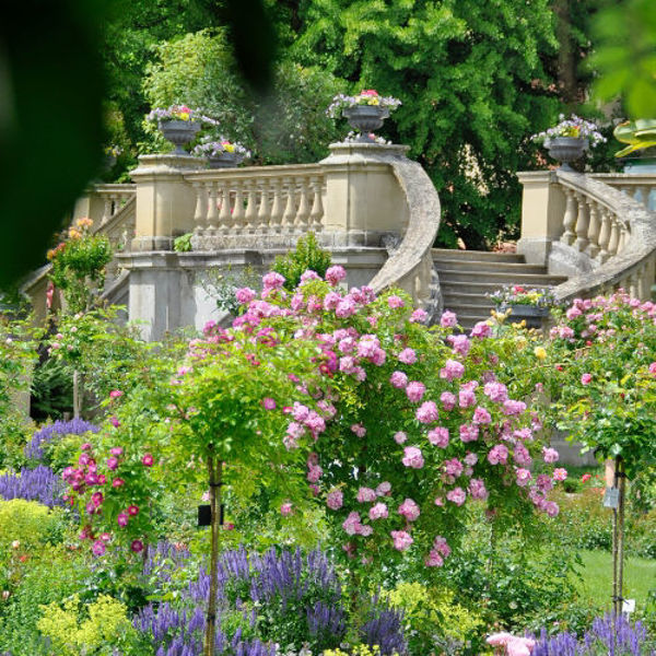 Blühender Garten mit rosa Rosen und violetten Blumen im Vordergrund; im Hintergrund führt eine geschwungene Steintreppe mit Balustrade durch üppiges Grün.