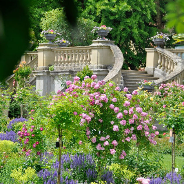 Blühender Garten mit rosa Rosen und violetten Blumen im Vordergrund; im Hintergrund führt eine geschwungene Steintreppe mit Balustrade durch üppiges Grün.